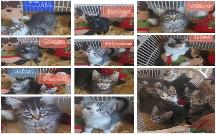 Mixed Breed cats - Advert 13