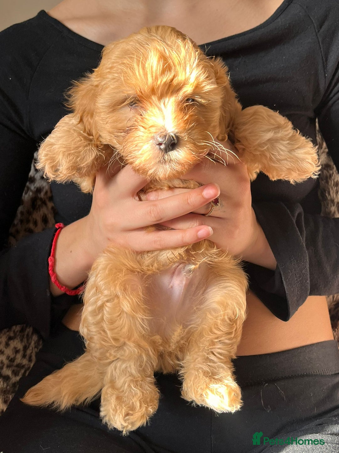 Maltipoo dogs for sale: 2 beautiful playful & lovely Maltipoo boys  - Image 18