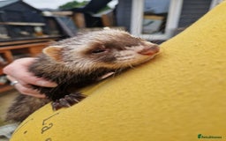 Ferret rodents for sale: Ferret kits mixed litter  - Image 5