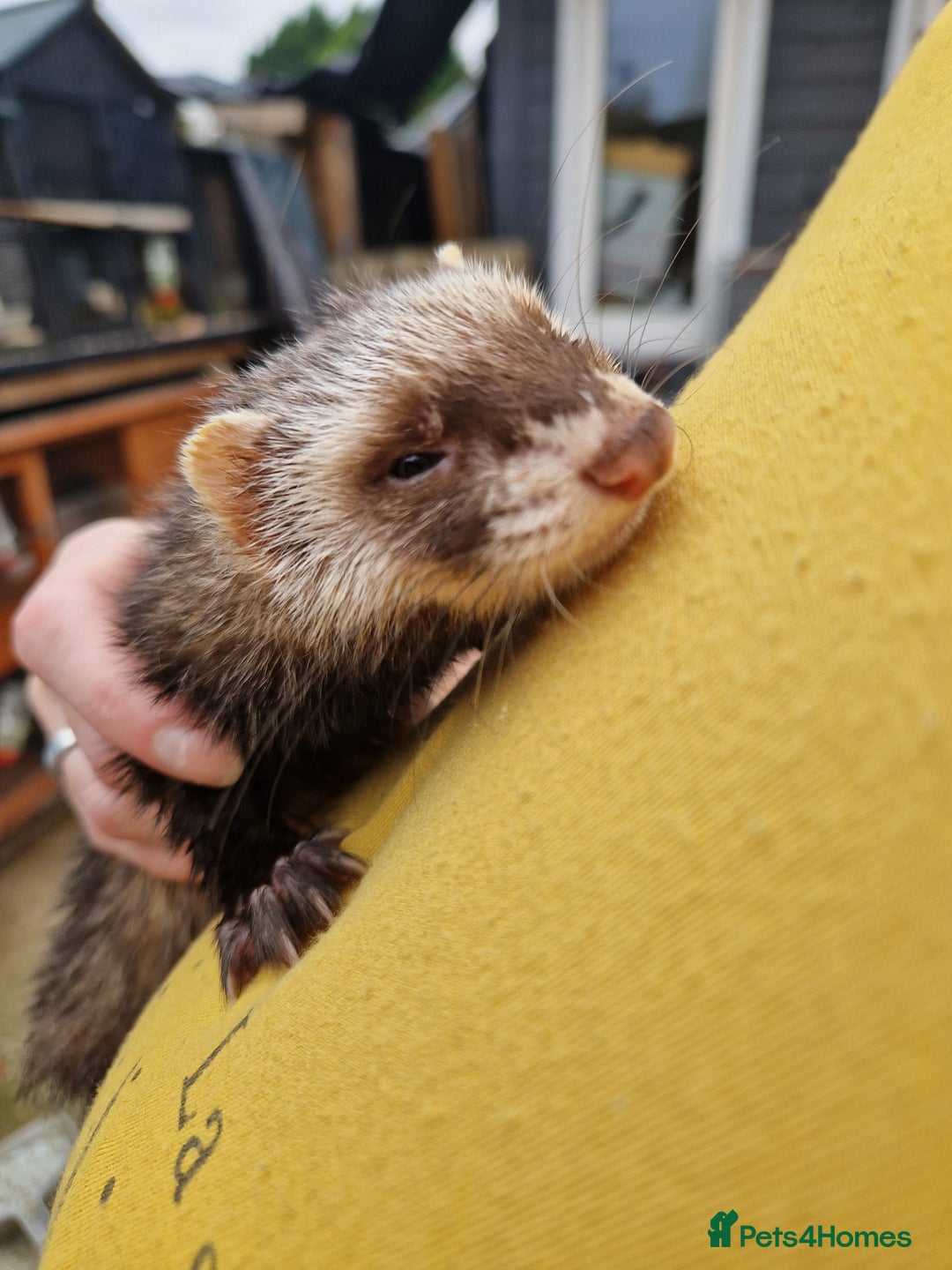 Ferret rodents for sale: Ferret kits mixed litter  - Image 5