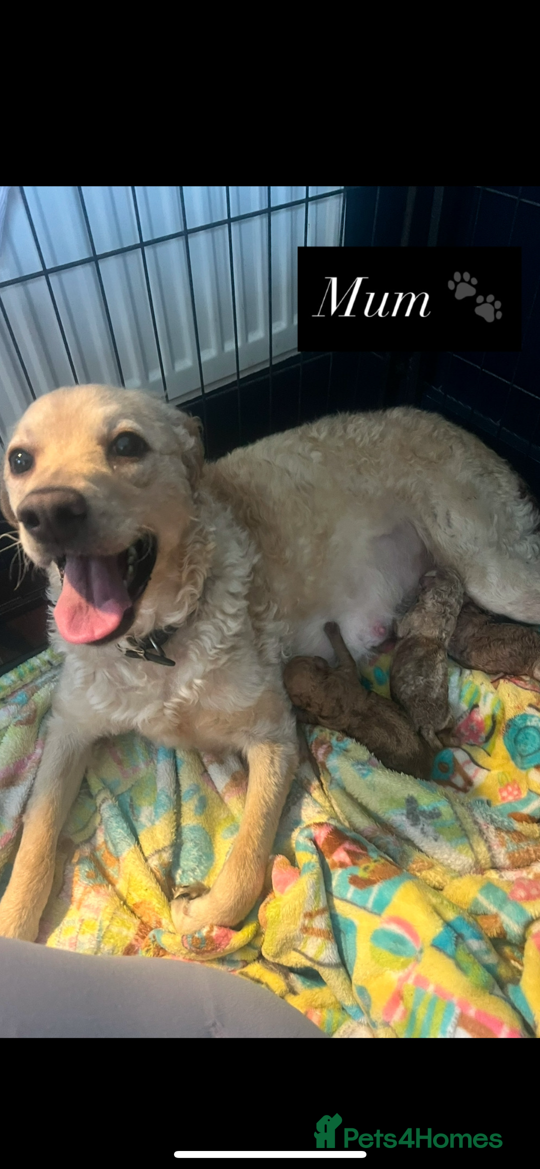 Mini Goldendoodle dogs for sale: Absolutely stunning Mini Goldendoodle puppies 🐾 - Image 8