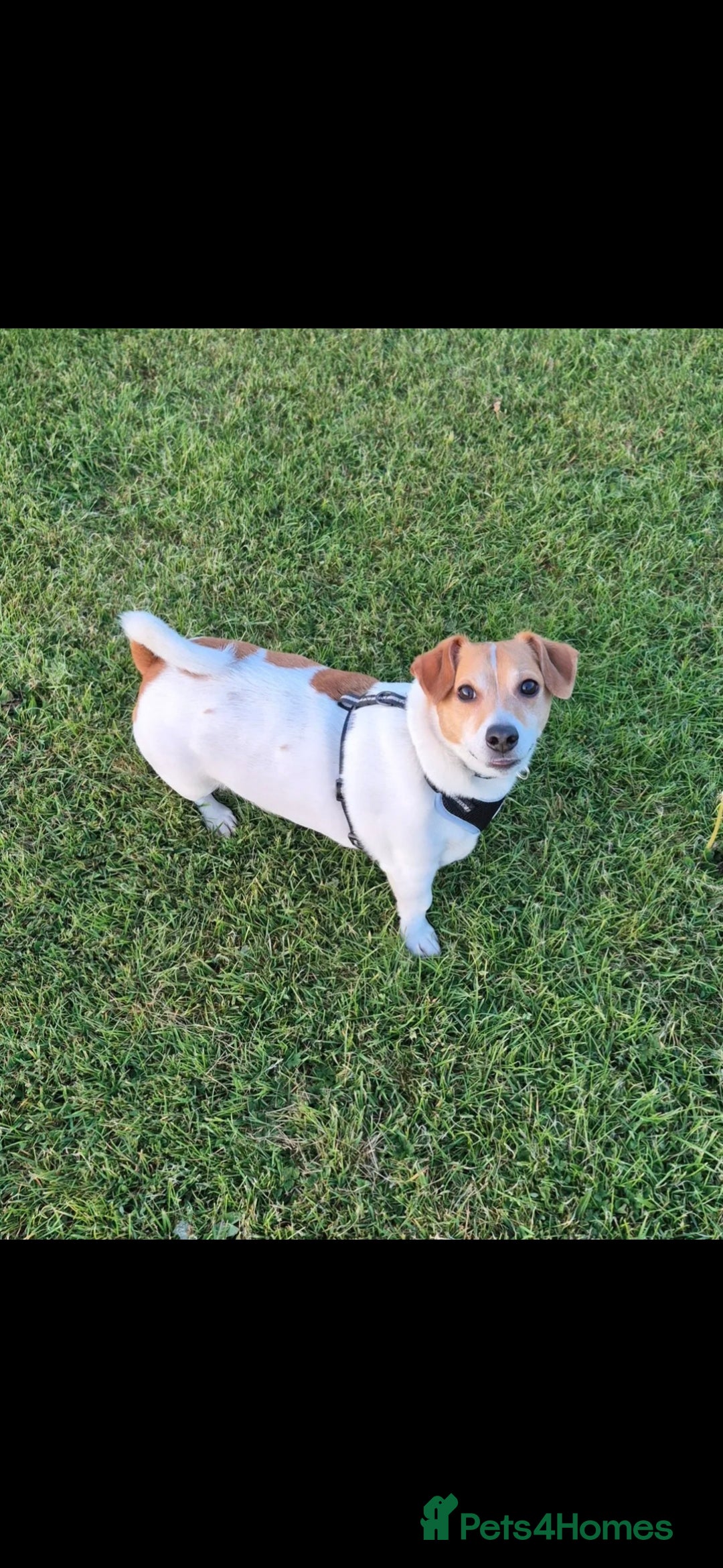 Jack Russell dogs 4yr old Jax, sad sale x - Advert 1