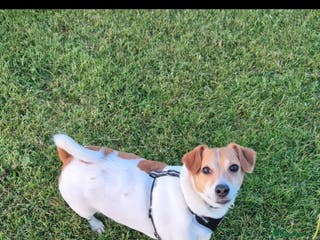 Jack Russell dogs 4yr old Jax, sad sale x - Advert 1