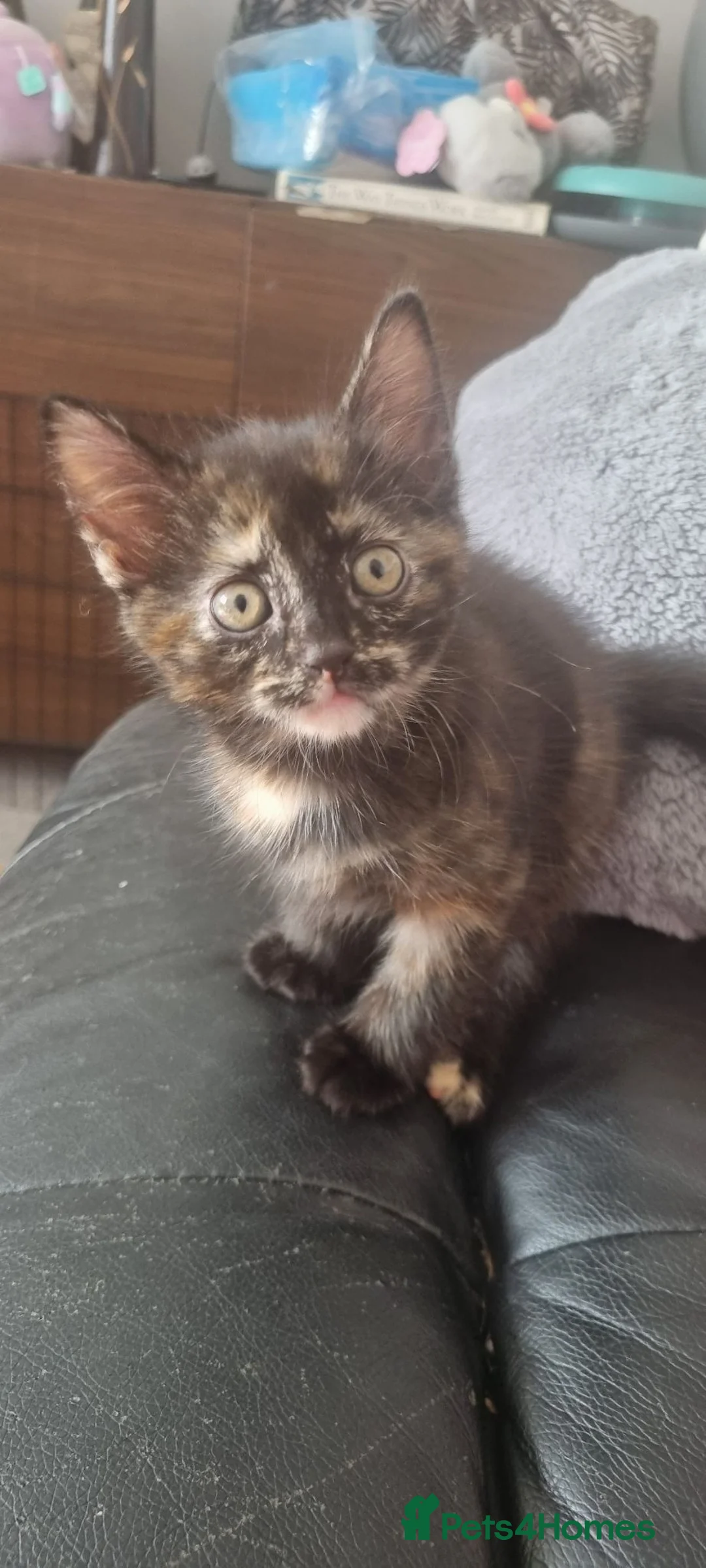 Domestic Shorthair cats for sale: 5 Gorgeous Kittens For Sale - Advert 7