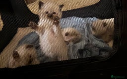 Ragdoll cats for sale: Beautiful Ragdoll Kittens - Advert 23