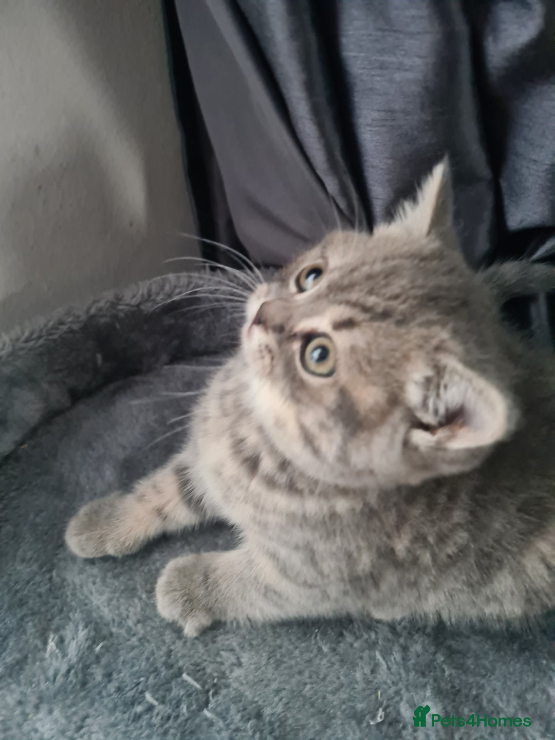 British Shorthair cats for sale: Beautiful kittens. - Advert 14