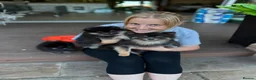 Pomeranian dogs for sale: KC registered & pedigree Pomeranian puppy in Havant - Advert 26