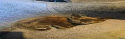 Mixed Breed cats for sale: KITTENS FORSALE - Advert 3