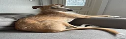 Mixed Breed dogs for sale: Beautiful Lurcher x hybrid  in Pontefract - Advert 2
