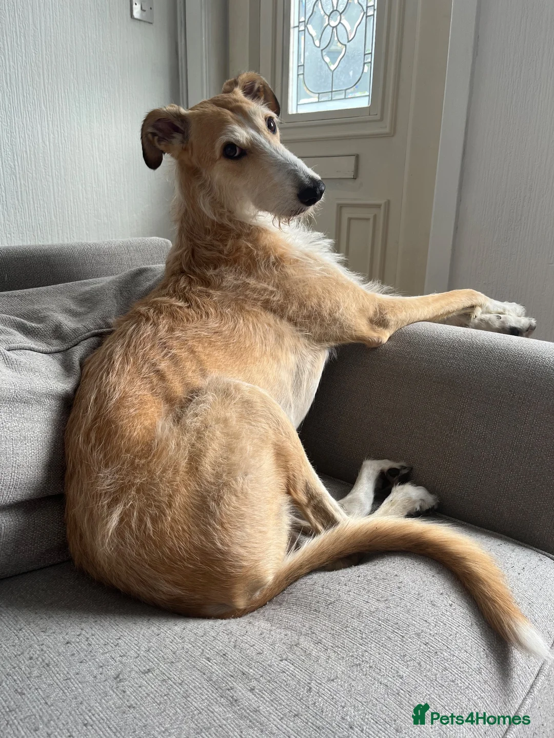 Mixed Breed dogs for sale: Beautiful Lurcher x hybrid  in Pontefract - Advert 2