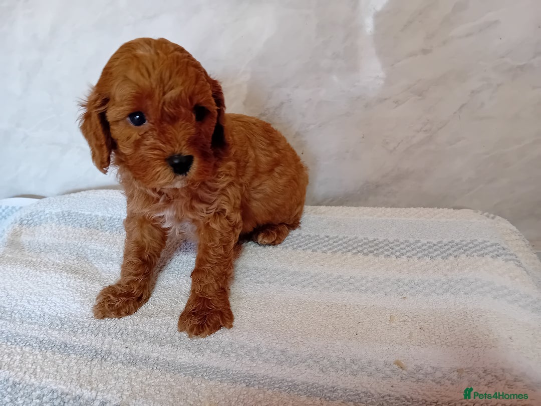 Cavapoo dogs for sale: F1B CAVAPOO PUPPIES  - Image 4