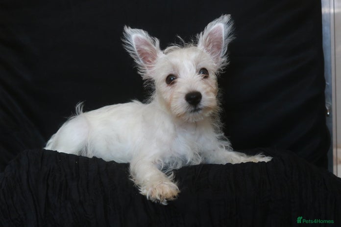 West Highland Terrier dogs - Advert 1