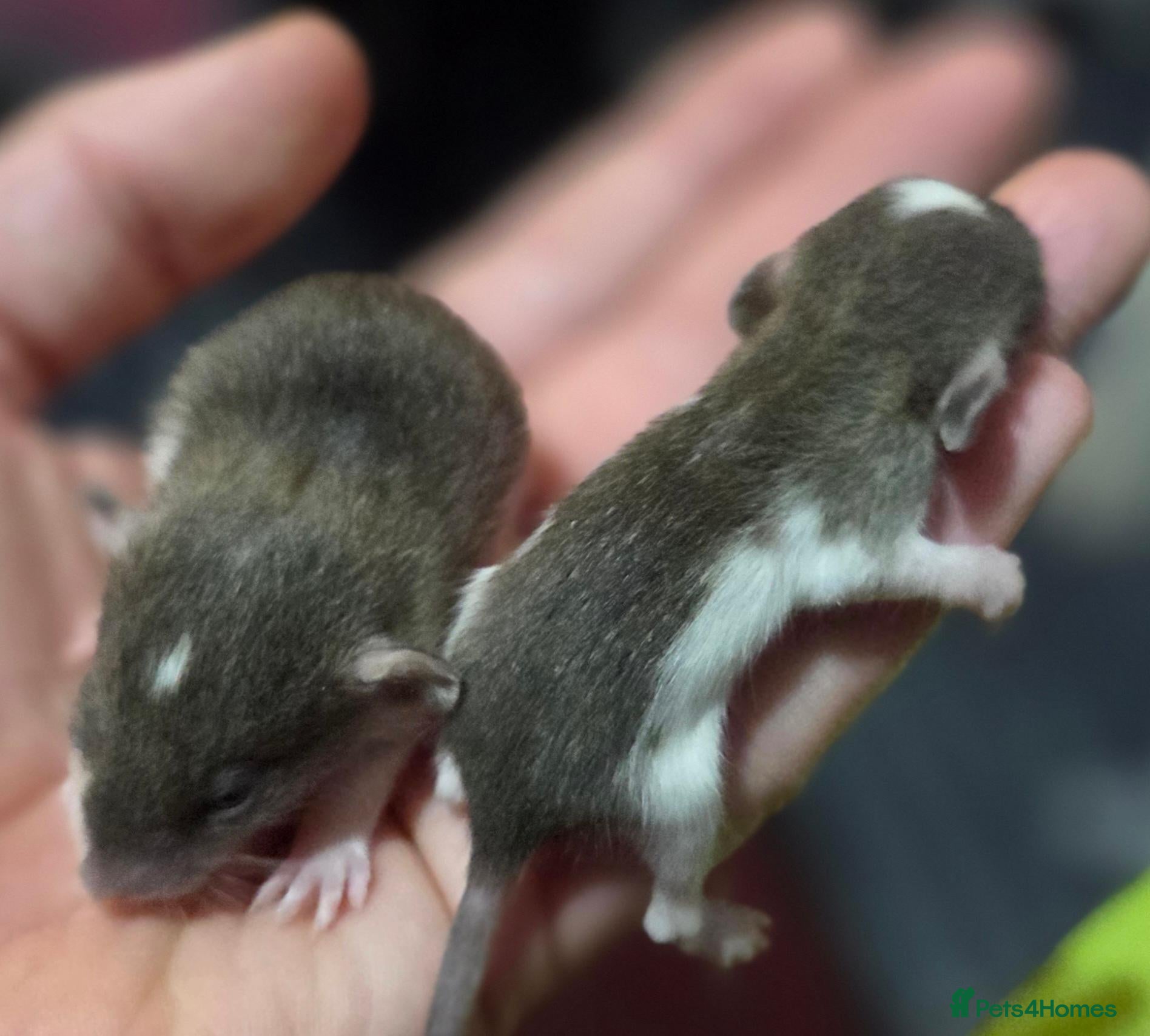 Rat rodents Dumbos and fancy rats sometimes balds.  - Advert 2