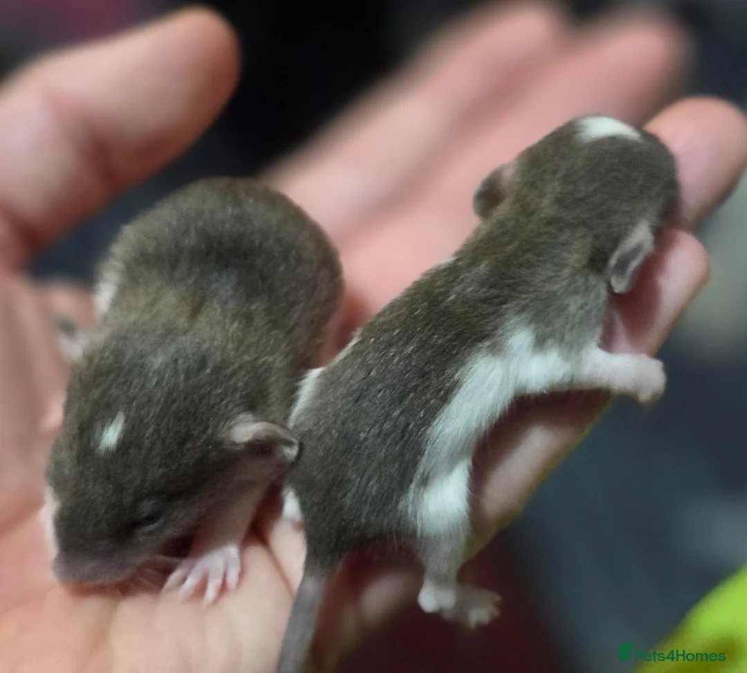 Rat rodents for sale: Dumbos and fancy rats sometimes balds.  - Advert 2
