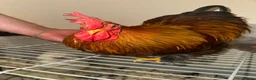 Chickens poultry for sale:  a gamefowl / mixed backyard roster breed traits. - Advert 3