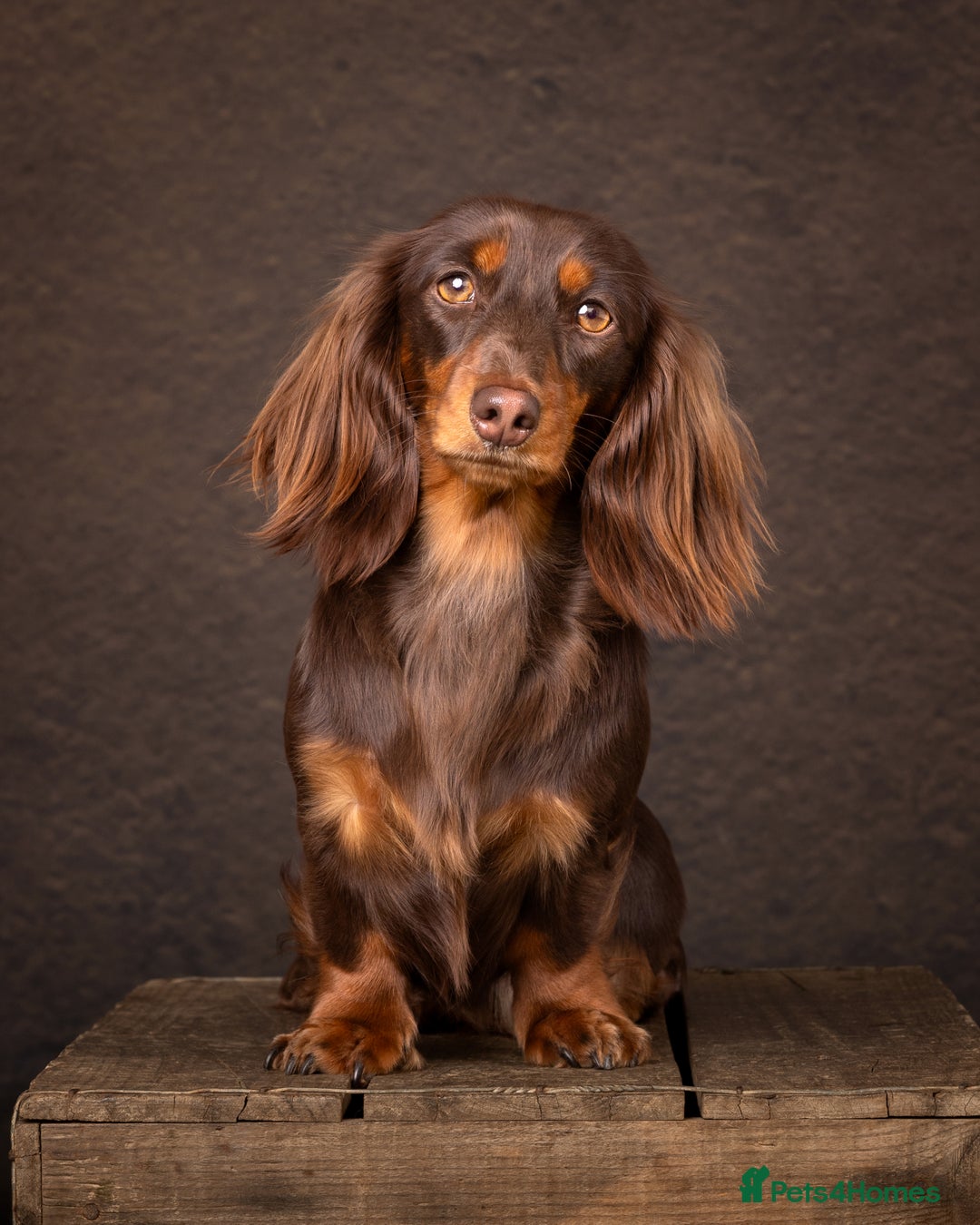 Miniature Dachshund dogs for sale: Exceptional miniature longhaired dachshunds  - Advert 2