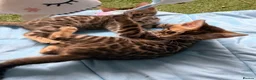 Bengal cats for sale: Rare Brown Charcoal  💙 TICA Bengal Kittens in Deal - Advert 4