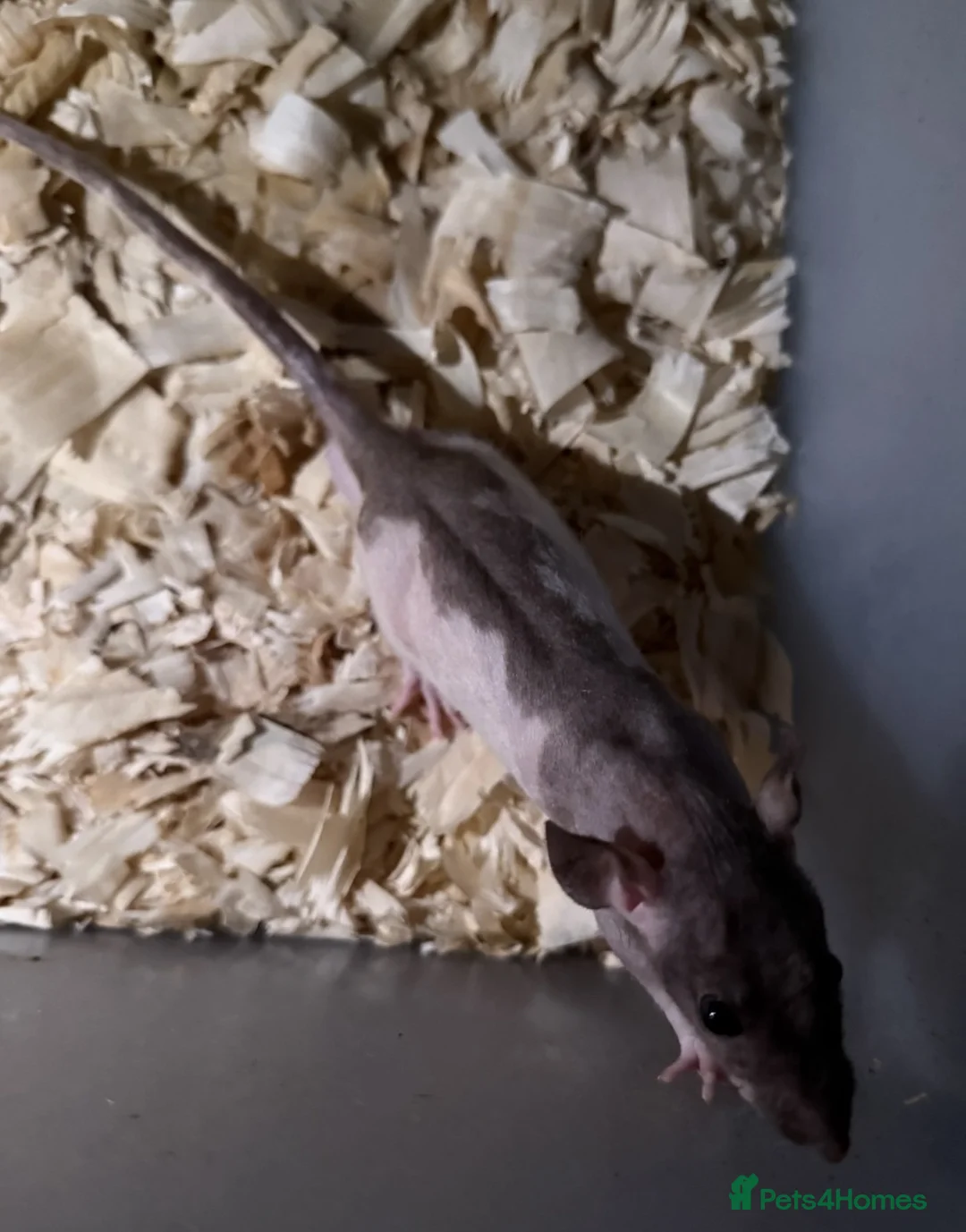 Gallery Image {{count}}