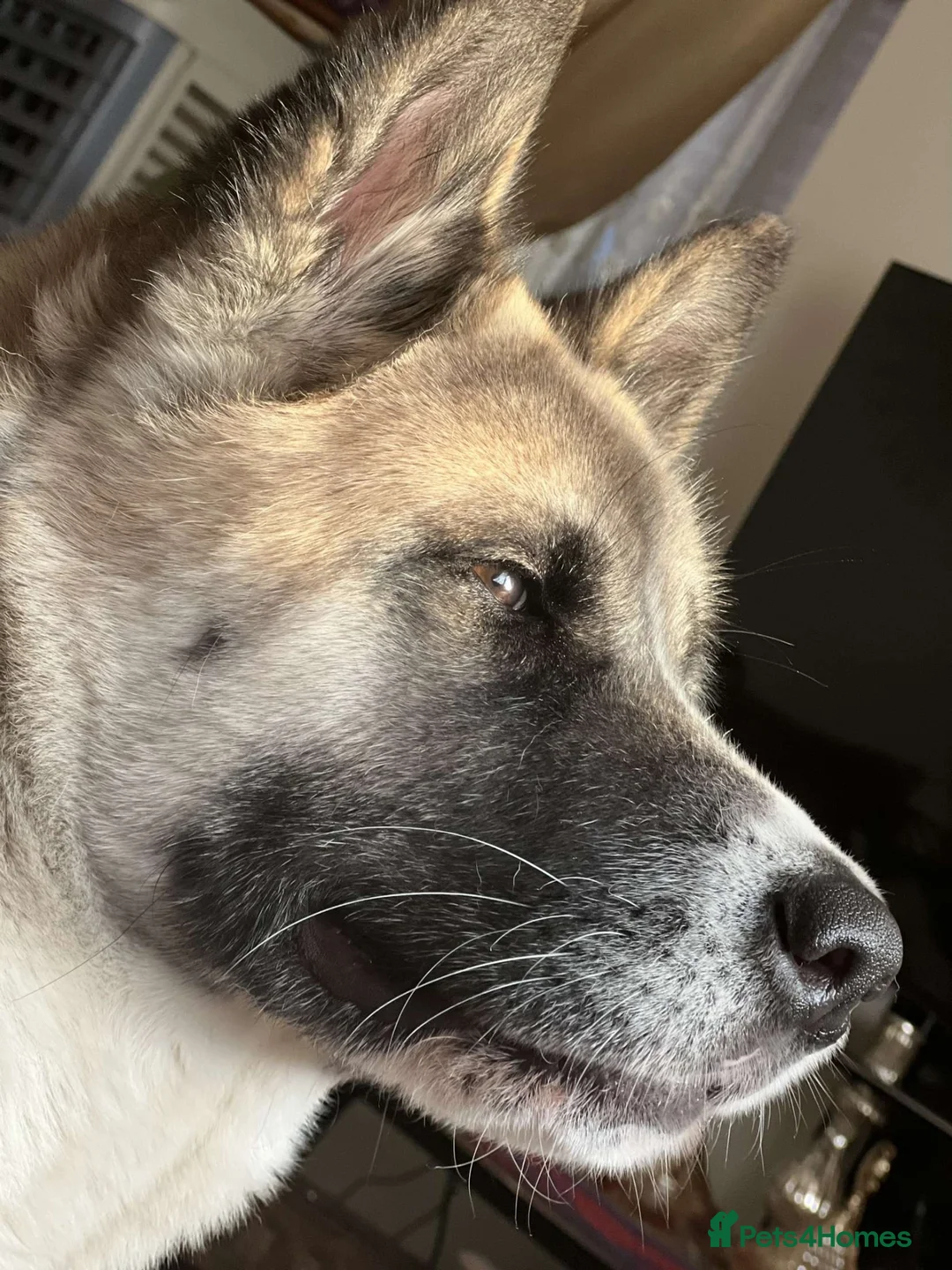 Akita dogs for sale: Beautiful Akita puppies looking for a new home  - Advert 1