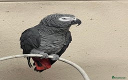 Parrots birds for sale: African grey parrot - Advert 2