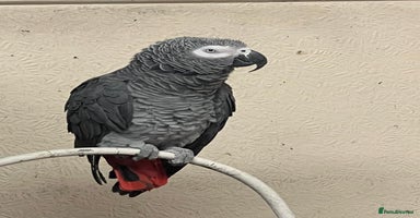 Parrots birds African grey parrot - Advert 12