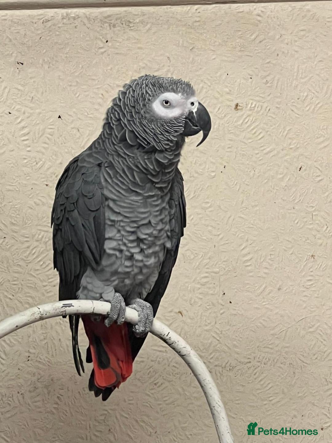 Parrots birds for sale: African grey parrot - Advert 2