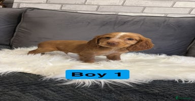 Cocker Spaniel dogs - Advert 8