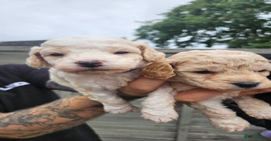 Cockapoo dogs - Advert 15