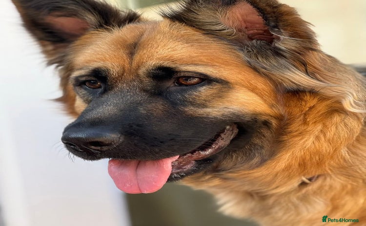 German Shepherd dogs - Advert 1