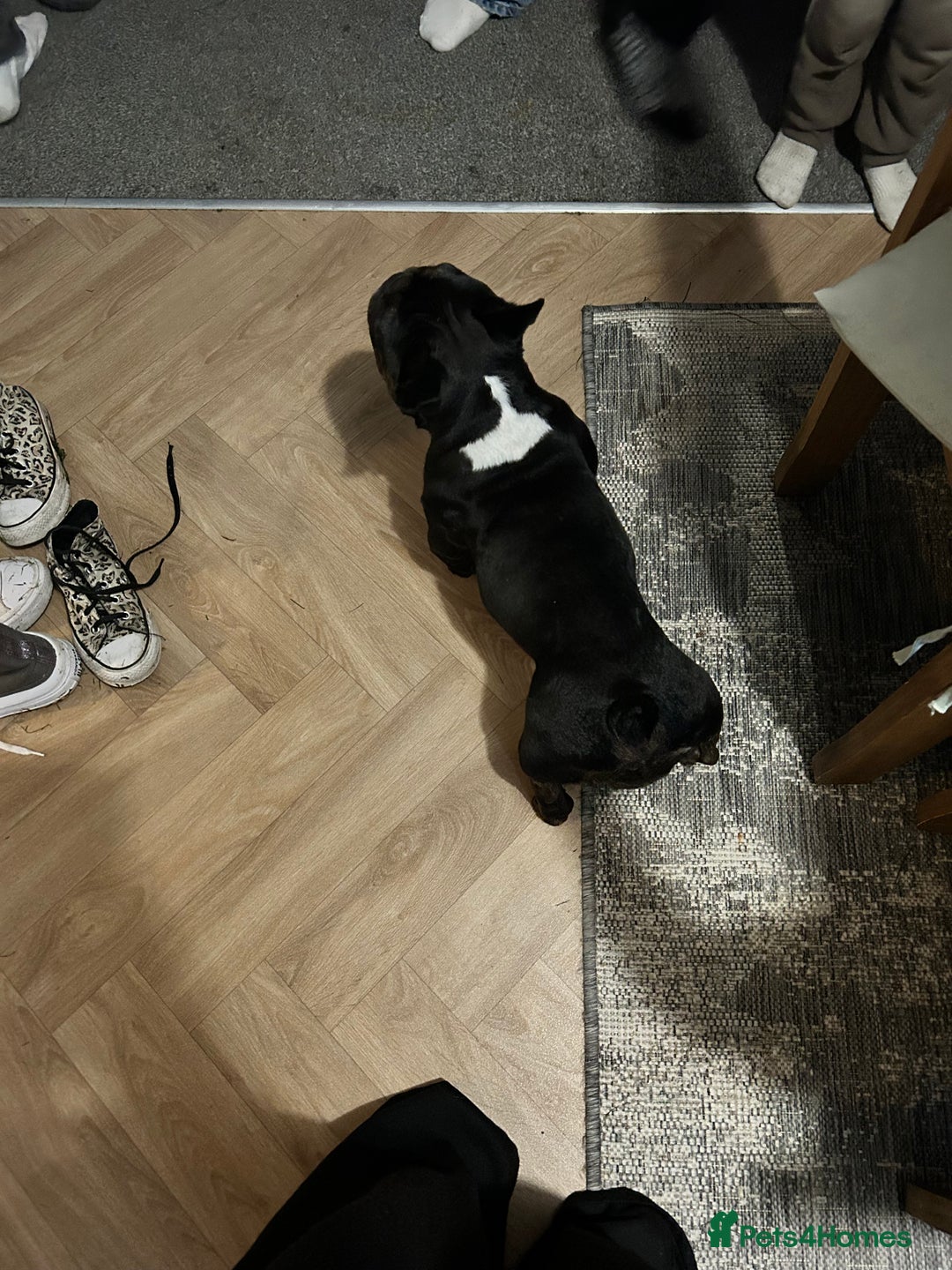 French Bulldog dogs for sale: 6 year old French bulldog  - Image 4