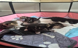 British Longhair cats for sale: 4 beautiful kittens for sale. £180 ea - Image 1