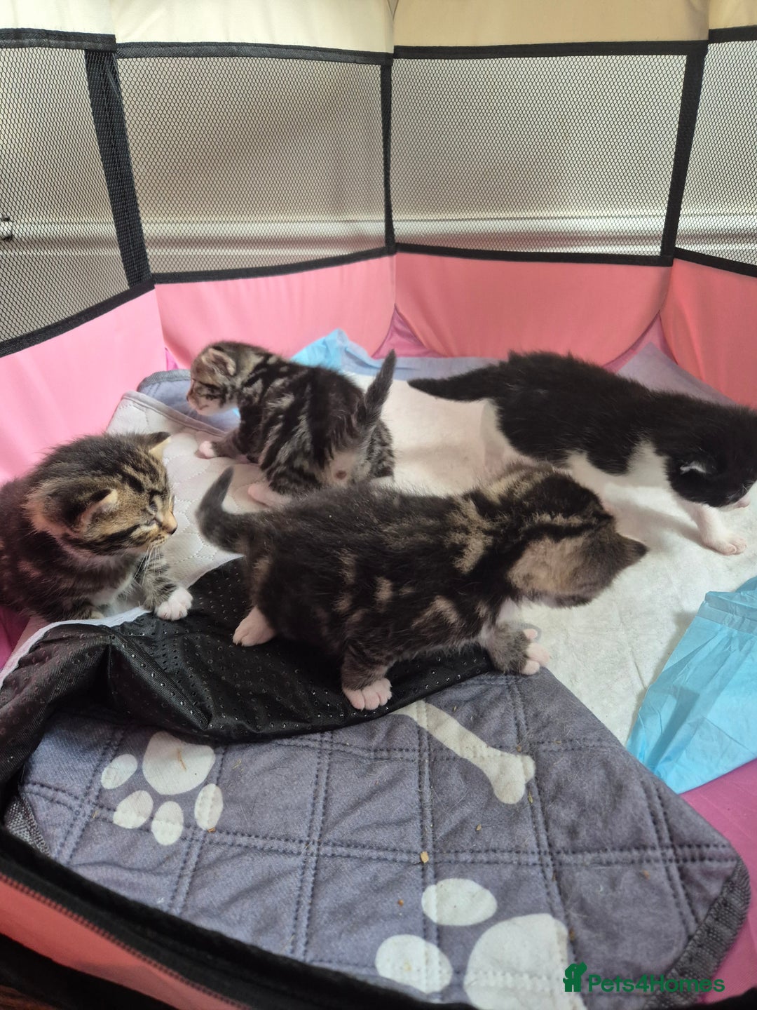 British Longhair cats for sale: 4 beautiful kittens for sale. £180 ea - Image 1