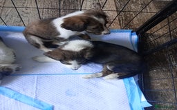 Mixed Breed dogs for sale: Beautiful Cocker X Collie Pups  - Image 33
