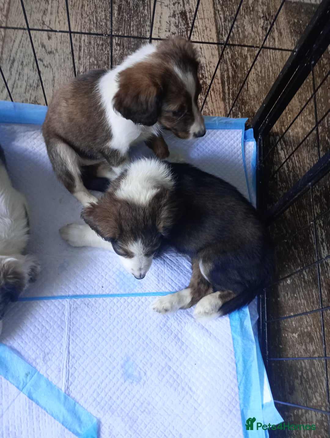 Mixed Breed dogs for sale: Beautiful Cocker X Collie Pups  - Image 33