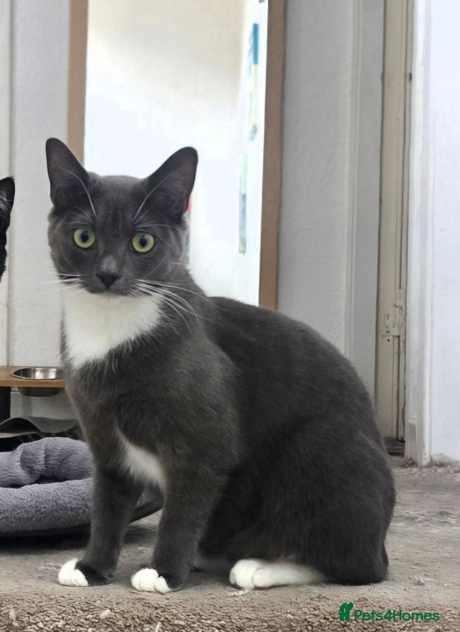 Mixed Breed cats Beautiful Willow Looking for her Forever Home - Advert 5