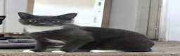 Mixed Breed cats for sale: Beautiful Willow Looking for her Forever Home - Advert 1