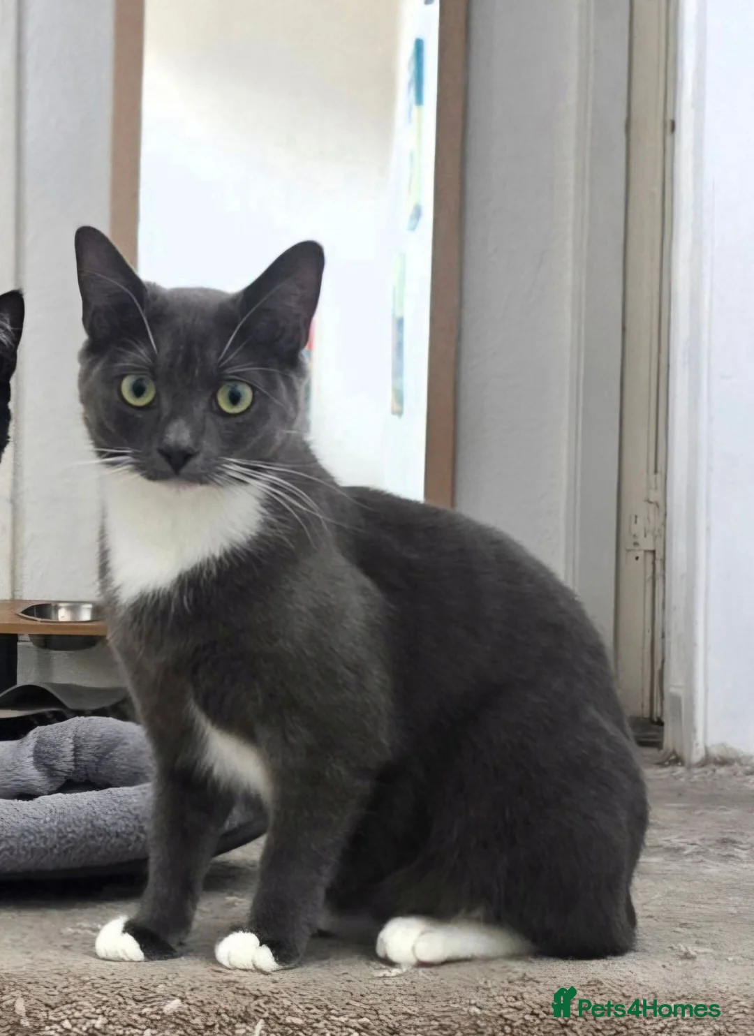 Mixed Breed cats for sale: Beautiful Willow Looking for her Forever Home - Advert 1