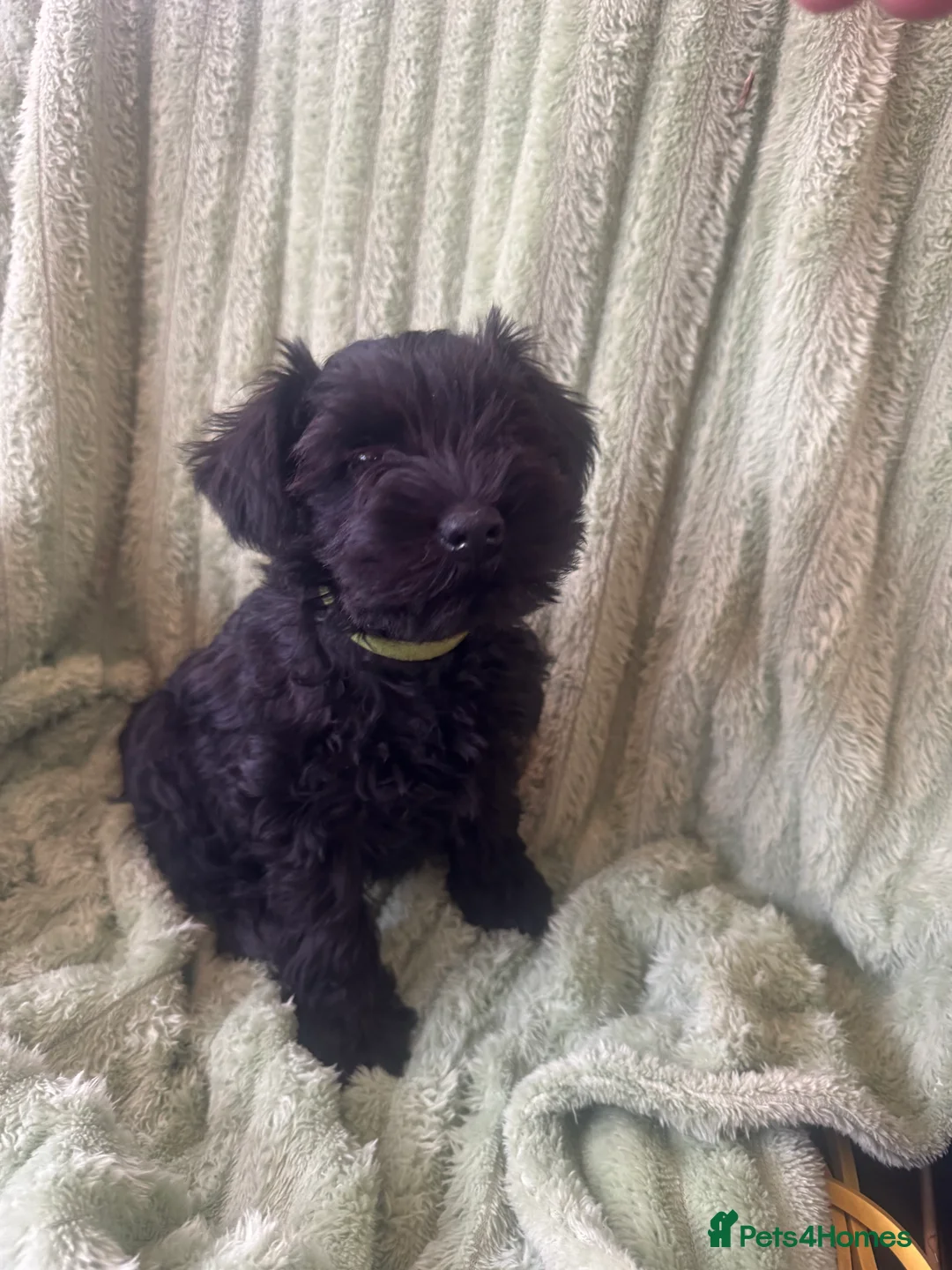 Miniature Schnauzer dogs for sale: Black miniature schnauzers  - Advert 12