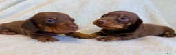 Miniature Dachshund dogs for sale: True miniature dachshunds - Advert 19