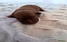 Chihuahua dogs for sale: 💕Stunning chihuahua pups 💕 - Image 16