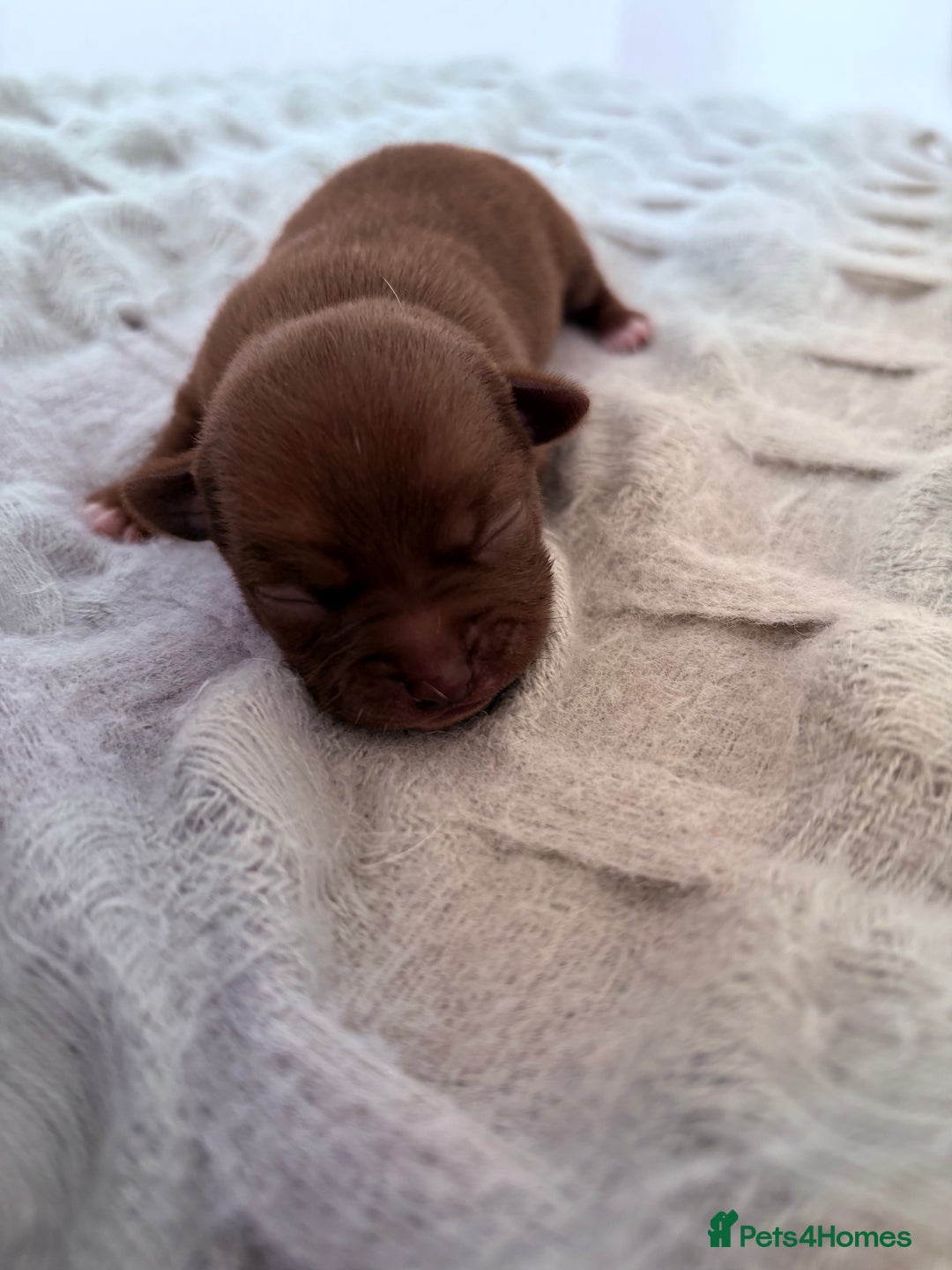 Chihuahua dogs for sale: 💕Stunning chihuahua pups 💕 - Image 16
