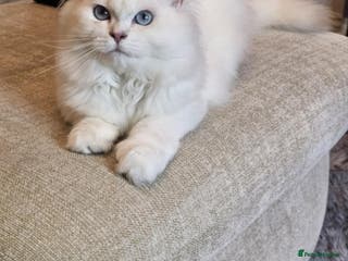 British Longhair cats Mochi-British Longhair boy - Advert 1