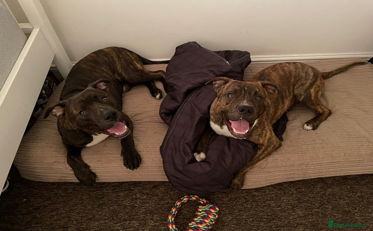 Mixed Breed dogs - Advert 11