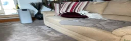 Maltese dogs for sale: Maltese Male - Advert 2