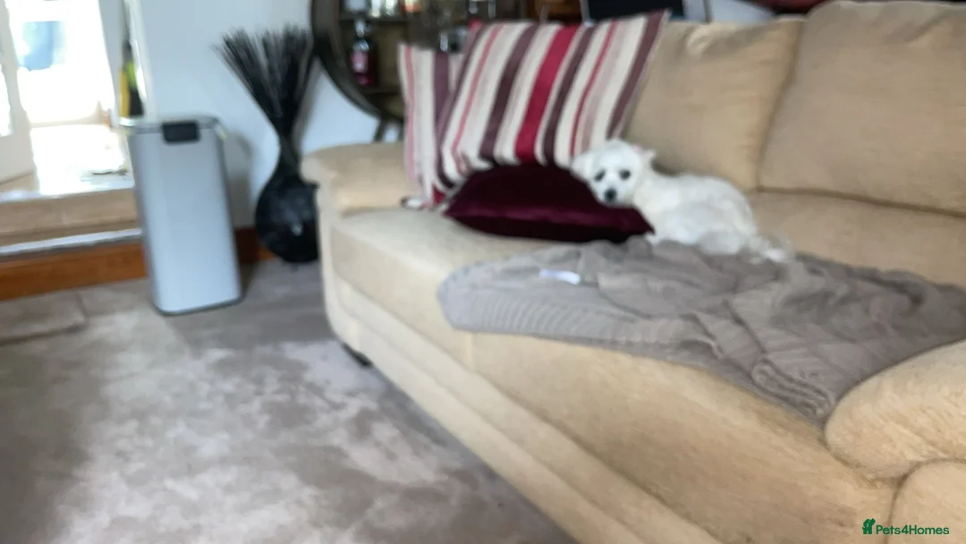 Maltese dogs for sale: Maltese Male - Advert 2