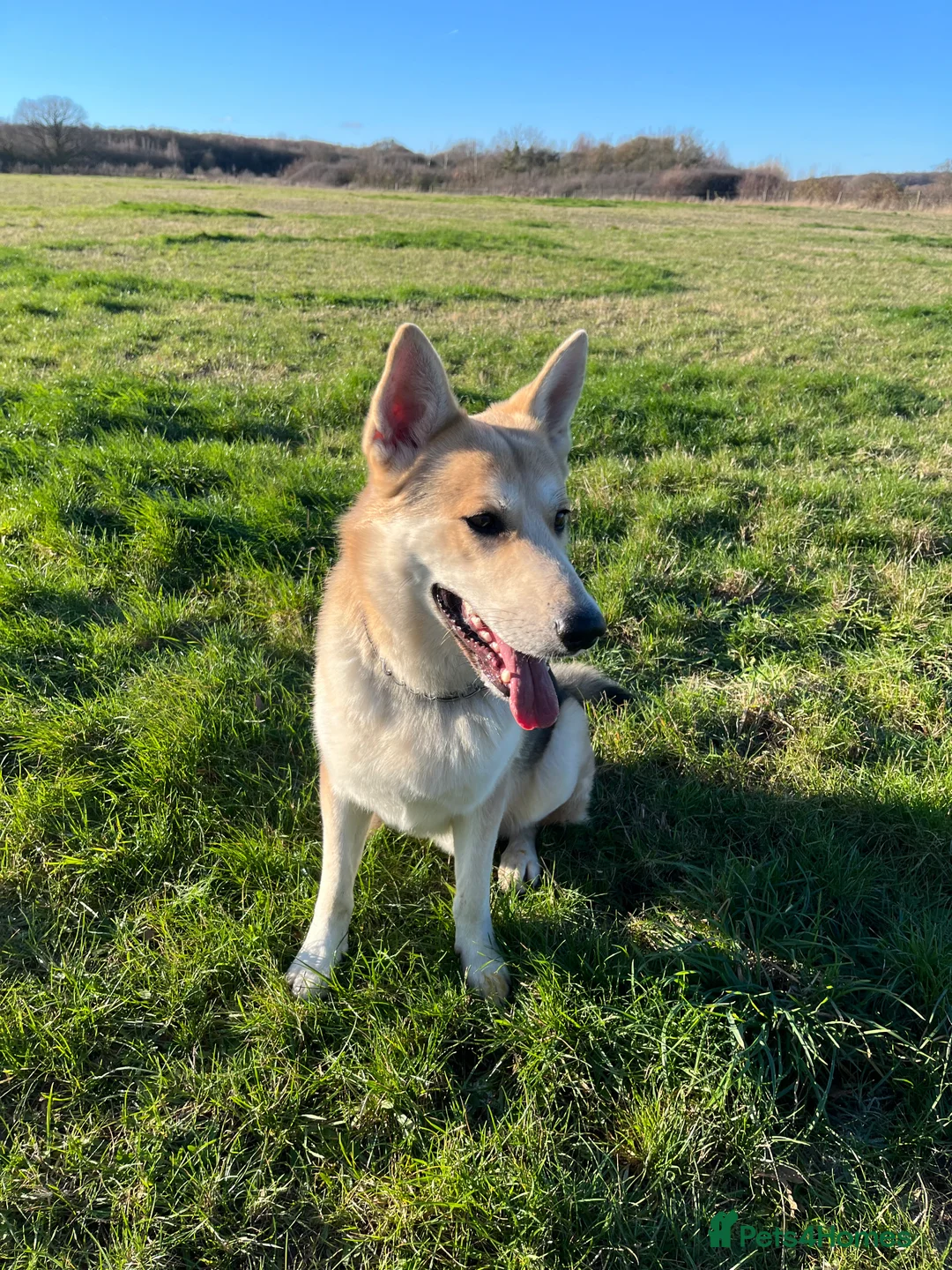 German Shepherd dogs for stud: Exceptional bi-coloured German Shepherd  - Advert 13