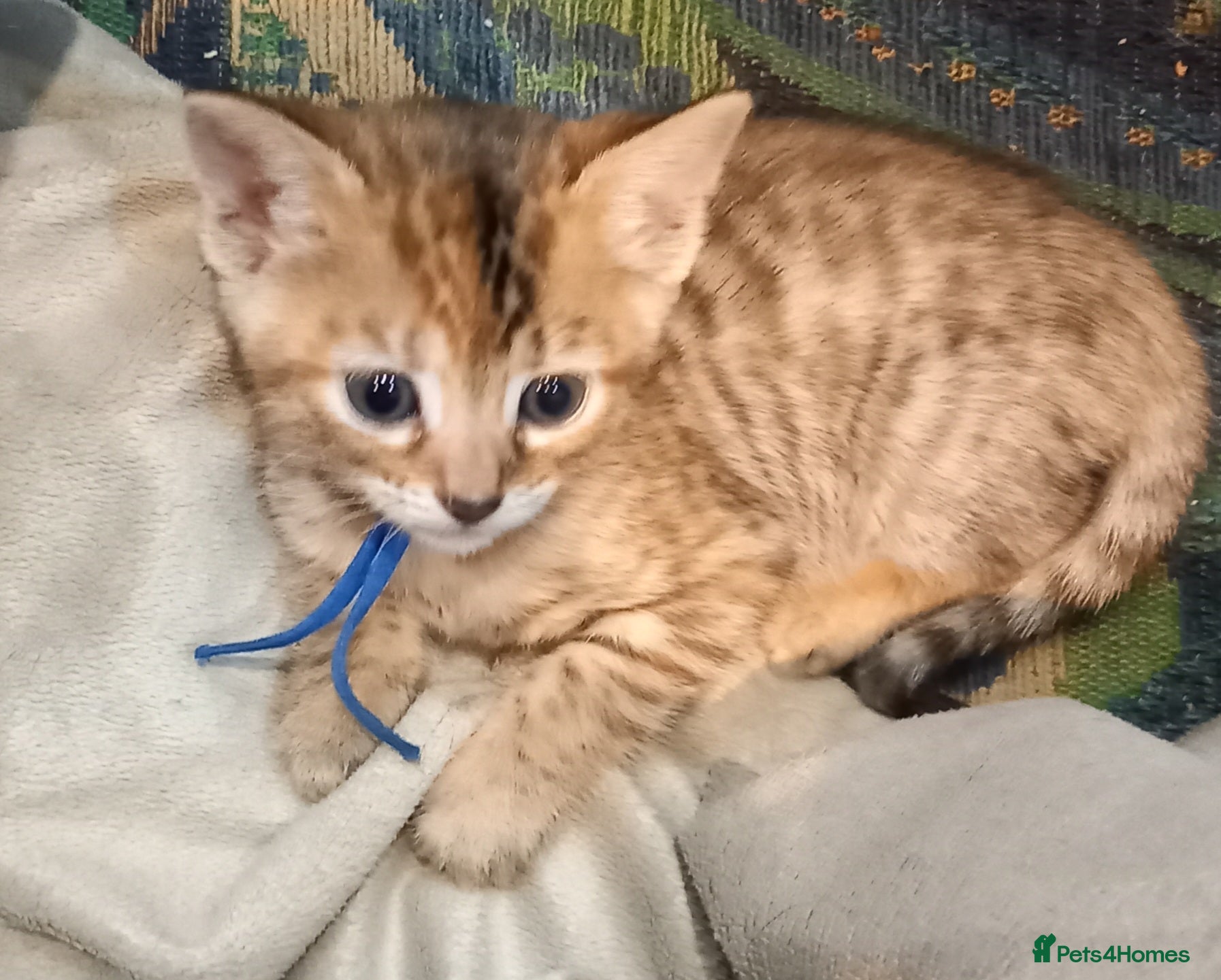 Mixed Breed cats Gingal kittens x 6 (GINger Tom x benGAL - Advert 15