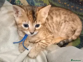 Mixed Breed cats Gingal kittens x 6 (GINger Tom x benGAL - Advert 15