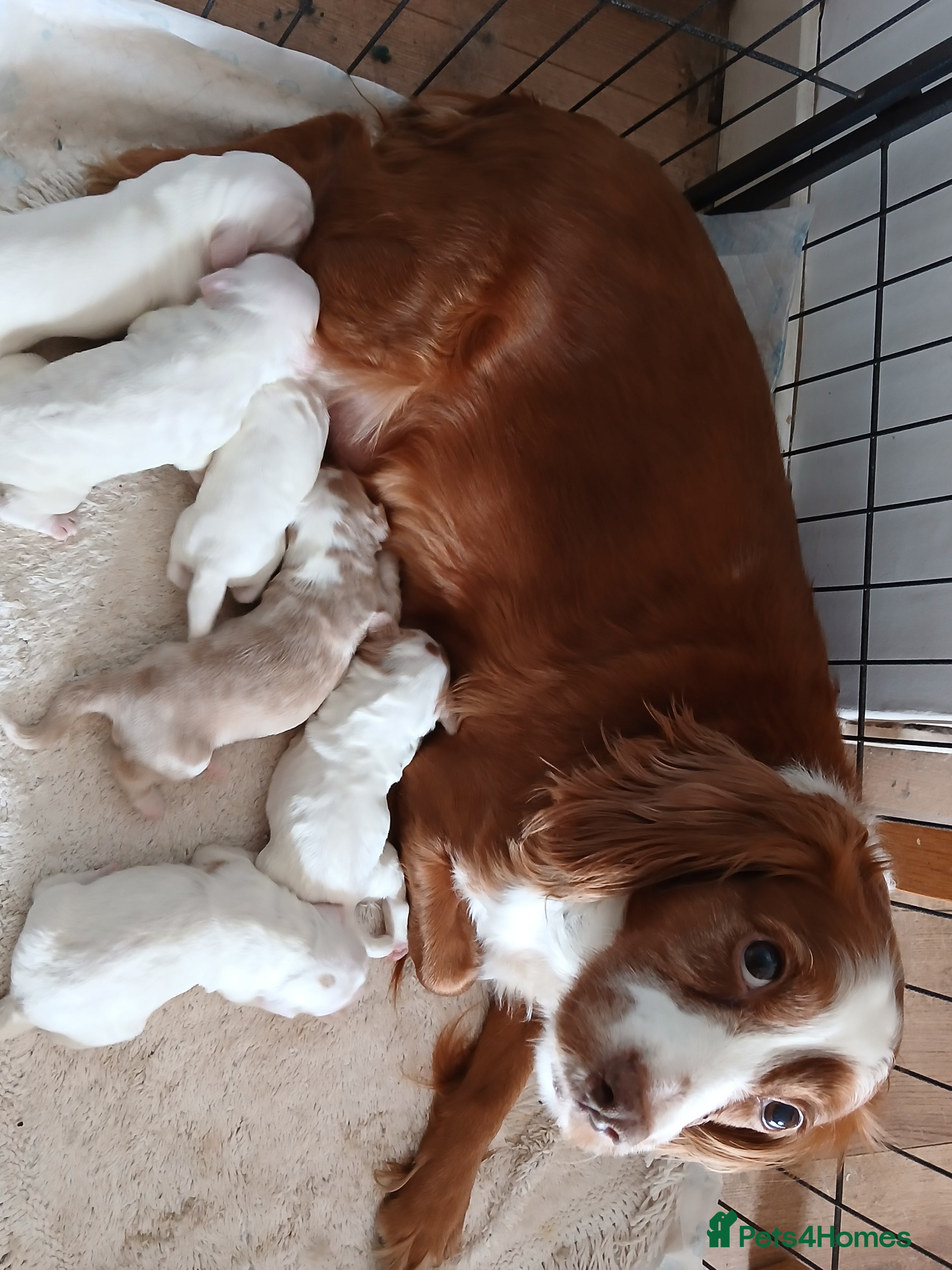 Cocker Spaniel dogs 6 beautiful  girl cocker spaniel  - Advert 18