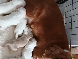 Cocker Spaniel dogs 6 beautiful girl cocker spaniel - Advert 2